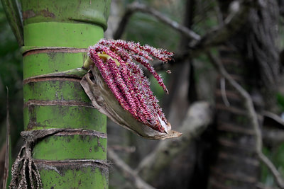 Nikau Palm Native tree of New Zealand