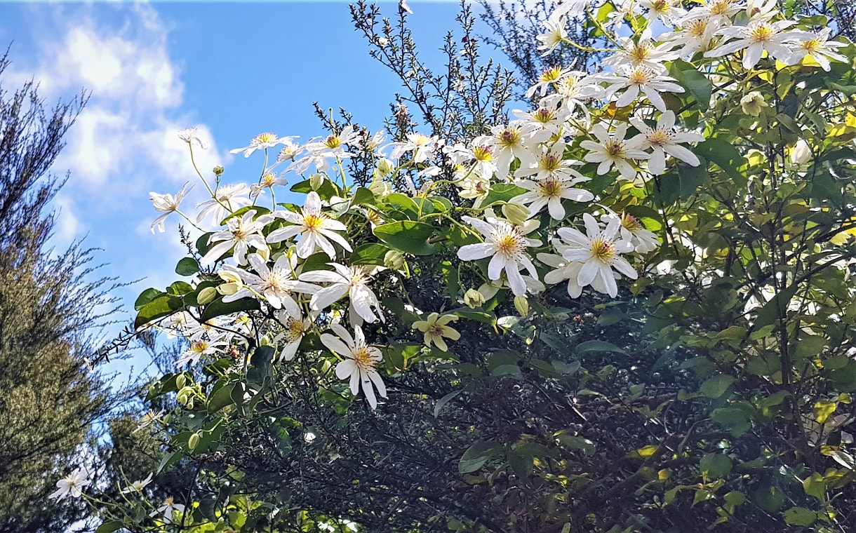 Spring flower, Clematis, Waiheke Island, New Zealand.